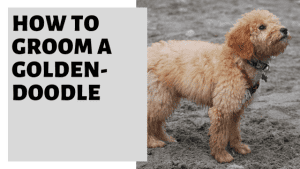 How to Groom a Goldendoodle (with Pictures) - wikiHow