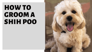 How To Groom A Shih Poo [Step By Step Guide] » Pet Educate