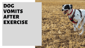 Dog Vomits After Exercise [Why & What Do Do About It]