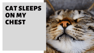 Cat Sleeps On My Chest [Why & Should You Let Them?] » Pet Educate
