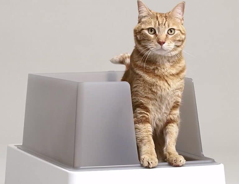 Best Litter Box For Diabetic Cat » Pet Educate