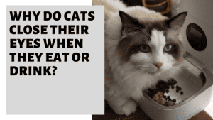 Why Do Cats Close Their Eyes When They Eat Or Drink? » Pet Educate