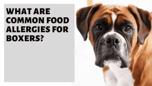 What Are Common Food Allergies For Boxers? » Pet Educate