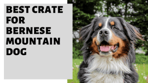 Beautiful view of Best Large Dog Crate For Bernese Mountain Dogs