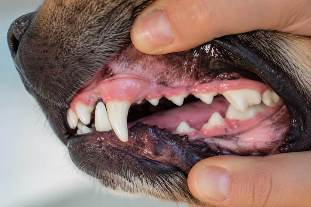 Owner checking a dog's teeth and gums for plaque and tartar build-up